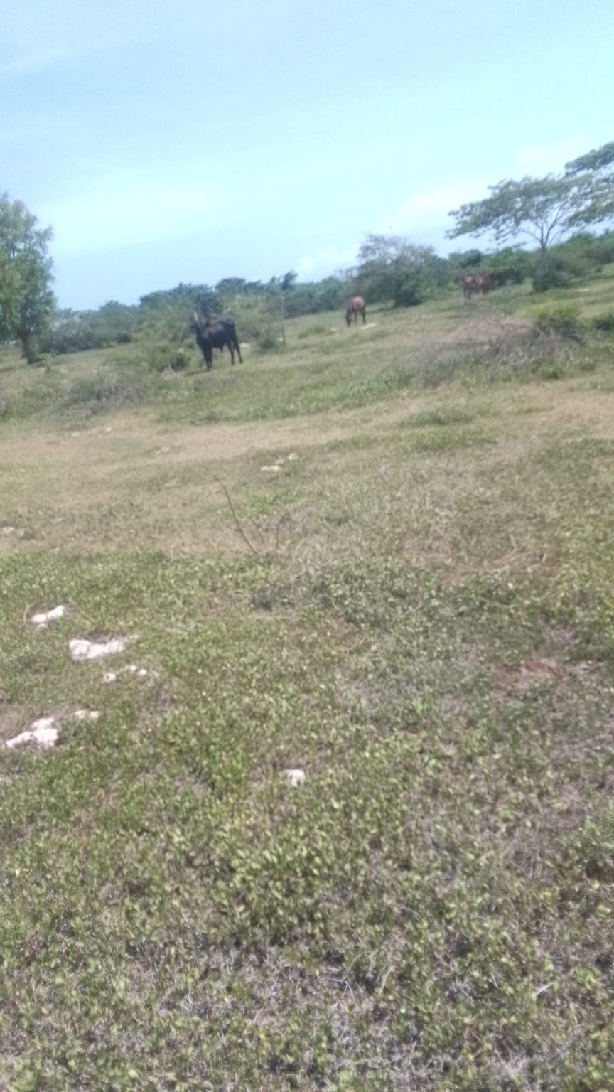 Terreno en Venta en Bávaro, Punta Cana - Photo 3