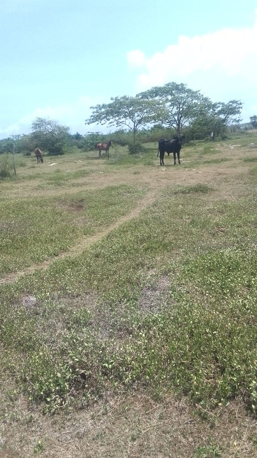 Terreno en Venta en Bávaro, Punta Cana - Photo 4