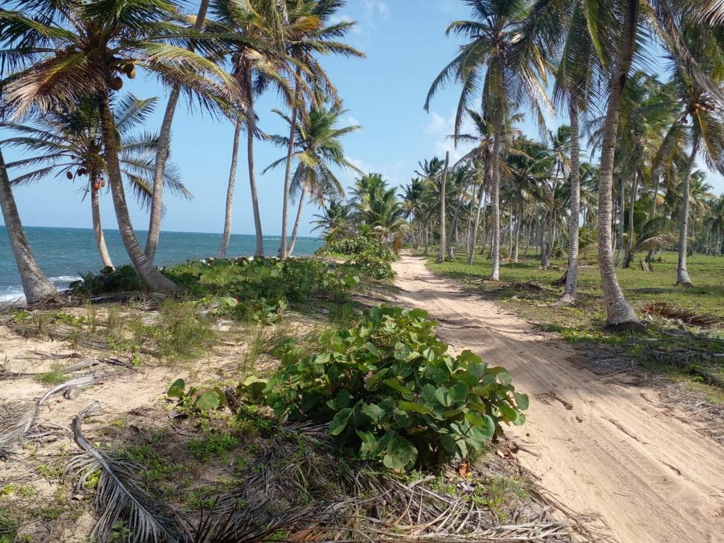 Beachfront Land for Sale in Miches - Photo 2