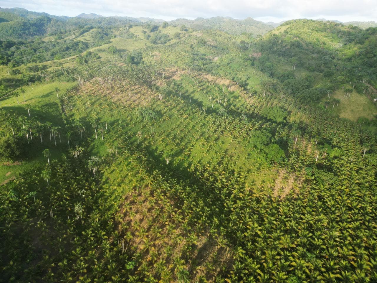 Land for Sale in Samaná - Photo 2